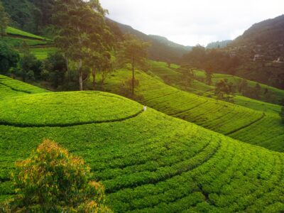 Nuwaraeliya