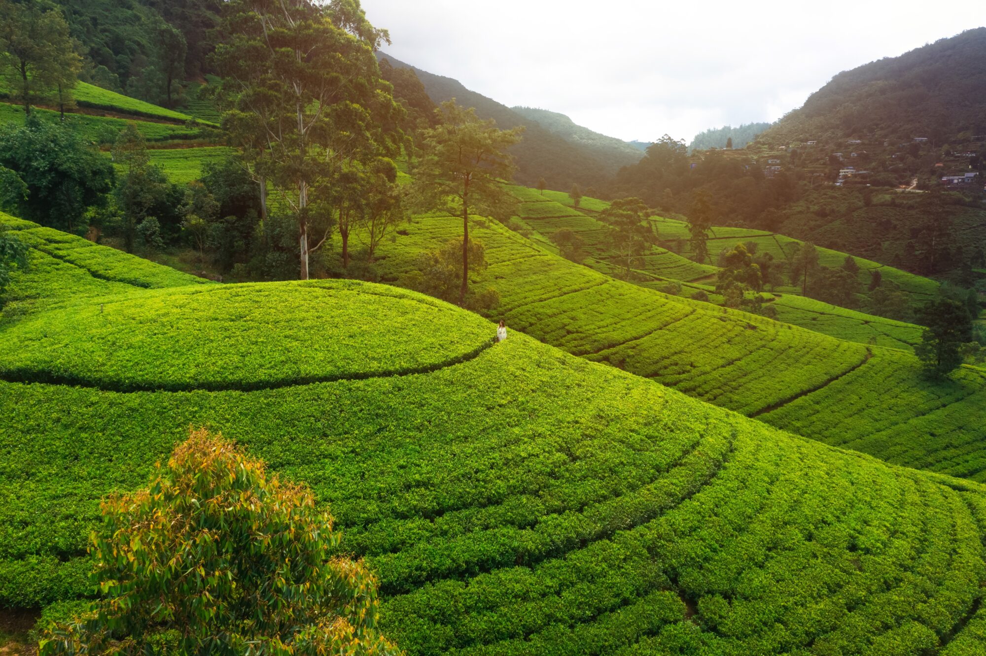Nuwaraeliya